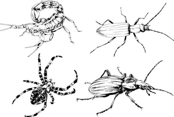 矢量绘图描绘了不同的昆虫昆虫蝎子蜘蛛用墨水手绘 没有背景的物体 — 图库矢量图片