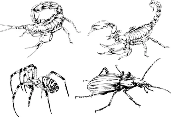 Vektorzeichnungen Skizzieren Verschiedene Insekten Käfer Skorpione Spinnen Mit Tusche Von — Stockvektor