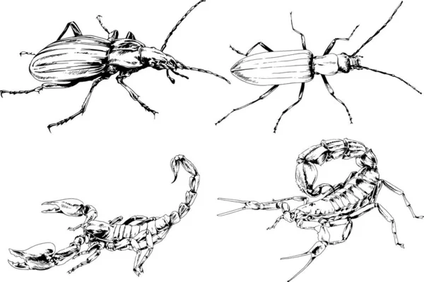 Vektorzeichnungen Skizzieren Verschiedene Insekten Käfer Skorpione Spinnen Mit Tusche Von — Stockvektor