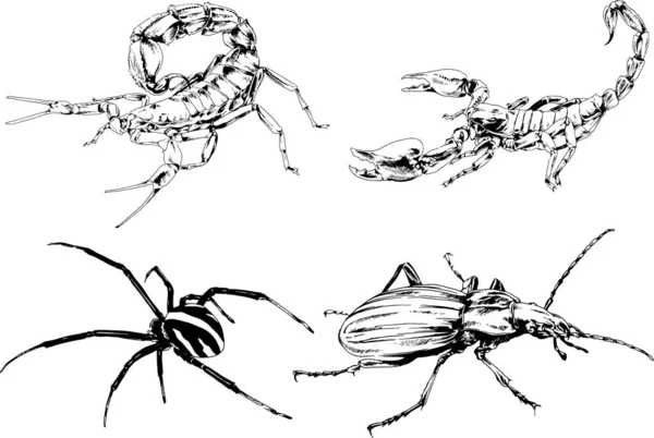 Vektorzeichnungen Skizzieren Verschiedene Insekten Käfer Skorpione Spinnen Mit Tusche Von — Stockvektor