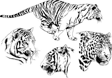 vektör çizimleri çizimler farklı yırtıcı hayvan, kaplan aslan çita ve leopar mürekkep el tarafından nesneleri arka plan ile çizilir