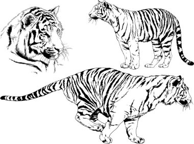 vektör çizimleri çizimler farklı yırtıcı hayvan, kaplan aslan çita ve leopar mürekkep el tarafından nesneleri arka plan ile çizilir