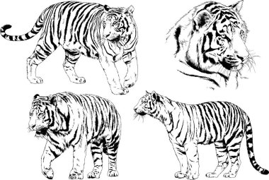 vektör çizimleri çizimler farklı yırtıcı hayvan, kaplan aslan çita ve leopar mürekkep el tarafından nesneleri arka plan ile çizilir