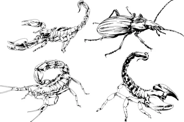 Dibujos Vectoriales Bocetos Insectos Diferentes Insectos Scorpions Arañas Dibujadas Con — Vector de stock