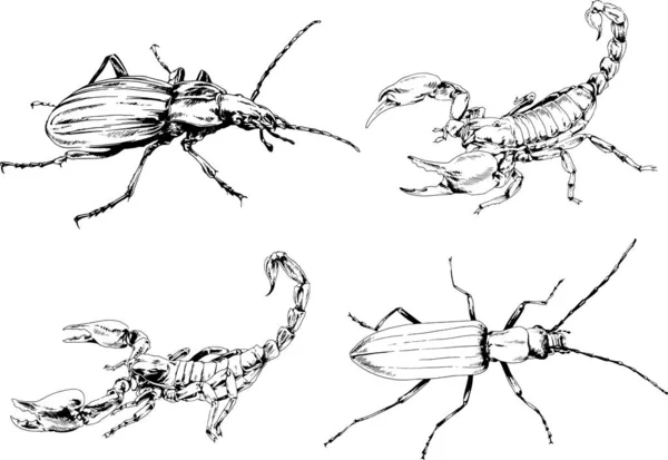 Desenhos Vetoriais Esboços Diferentes Insetos Insetos Escorpiões Aranhas Desenhadas Tinta —  Vetores de Stock