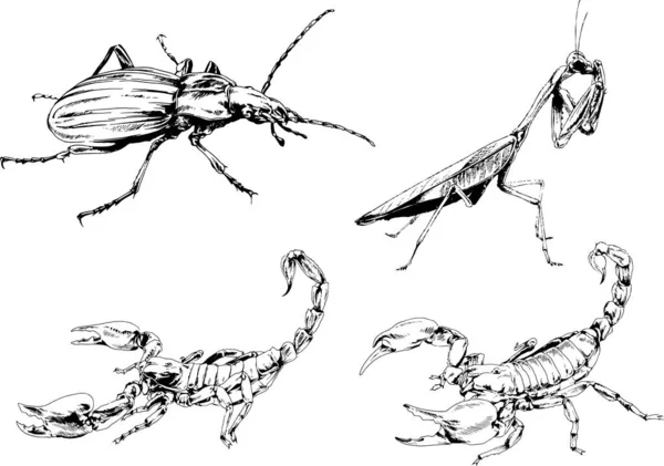 Desenhos Vetoriais Esboços Diferentes Insetos Insetos Escorpiões Aranhas Desenhadas Tinta —  Vetores de Stock