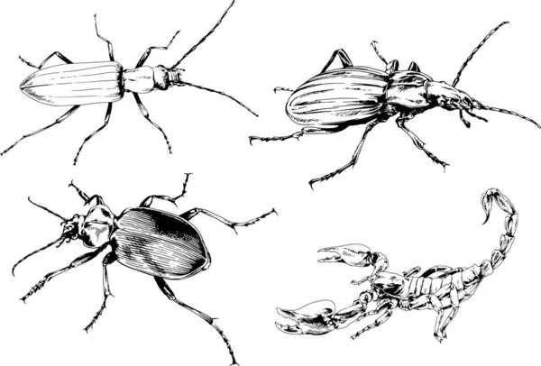 Desenhos Vetoriais Esboços Diferentes Insetos Insetos Escorpiões Aranhas Desenhadas Tinta —  Vetores de Stock