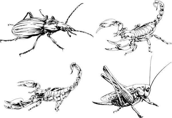 Dessins Vectoriels Esquisse Différents Insectes Insectes Scorpions Araignées Dessinées Encre — Image vectorielle