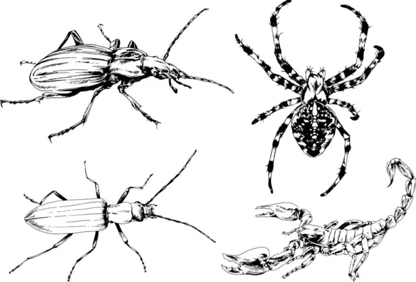 Vectortekeningen Schetst Verschillende Insecten Insecten Schorpioenen Spinnen Met Hand Getekend — Stockvector