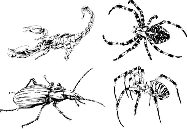 Disegni Vettoriali Schizzi Insetti Diversi Insetti Ragni Scorpioni Disegnati Mano — Vettoriale Stock