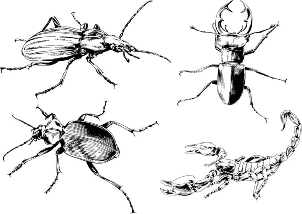 Desenhos Vetoriais Esboços Diferentes Insetos Insetos Escorpiões Aranhas Desenhadas Tinta —  Vetores de Stock