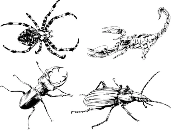 Desenhos Vetoriais Esboços Diferentes Insetos Insetos Escorpiões Aranhas Desenhadas Tinta —  Vetores de Stock