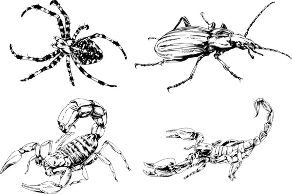 Vector Drawings Sketches Different Insects Bugs Scorpions Spiders Drawn Ink — Stock Vector