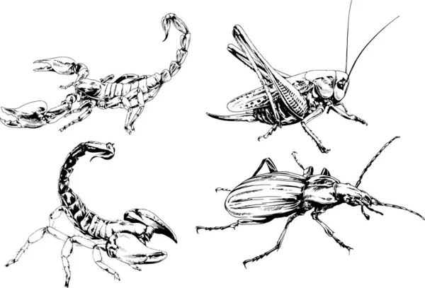 Desenhos Vetoriais Esboços Diferentes Insetos Insetos Escorpiões Aranhas Desenhadas Tinta —  Vetores de Stock