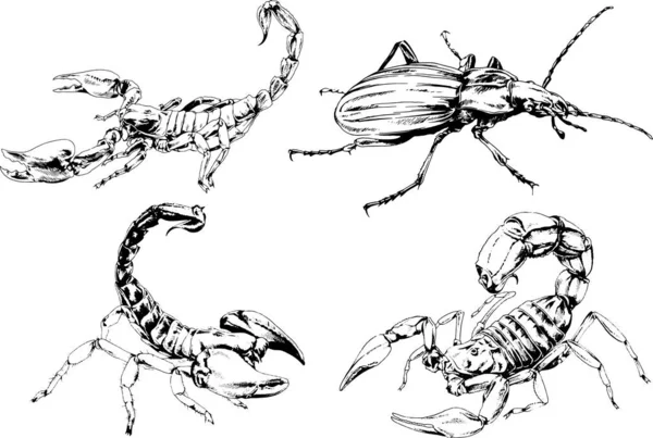 Vectortekeningen Schetst Verschillende Insecten Insecten Schorpioenen Spinnen Met Hand Getekend — Stockvector