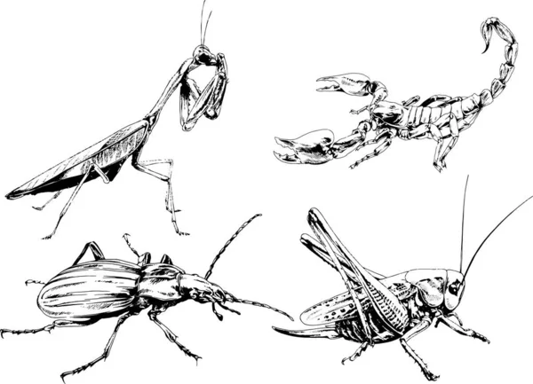 Vektör Çizimleri Farklı Böcekler Çizer Akrepler Mürekkeple Çizilen Örümcekler Arka — Stok Vektör