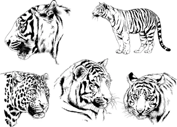 Dibujos Vectoriales Bocetos Diferentes Depredadores Tigres Leones Guepardos Leopardos Dibujan — Archivo Imágenes Vectoriales