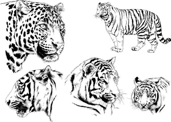 Dibujos Vectoriales Bocetos Diferentes Depredadores Tigres Leones Guepardos Leopardos Dibujan — Vector de stock