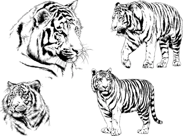 Vector Drawings Sketches Different Predator Tigers Lions Cheetahs Leopards Drawn — Stock Vector