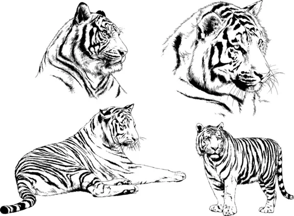 Vector Drawings Sketches Different Predator Tigers Lions Cheetahs Leopards Drawn — Stock Vector