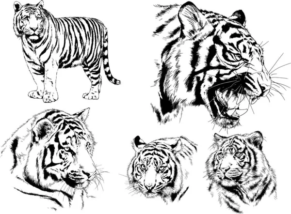 Dibujos Vectoriales Bocetos Diferentes Depredadores Tigres Leones Guepardos Leopardos Dibujan — Vector de stock