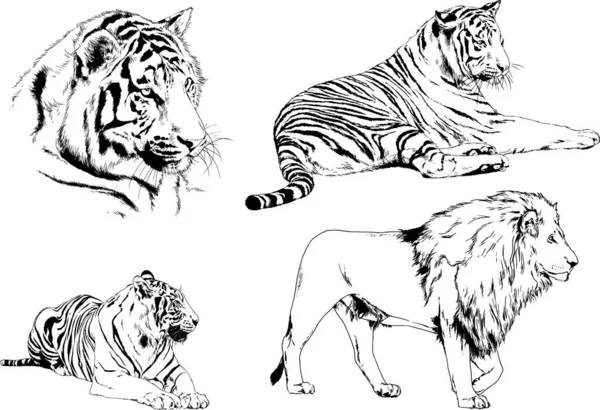 Dibujos Vectoriales Bocetos Diferentes Depredadores Tigres Leones Guepardos Leopardos Dibujan — Vector de stock