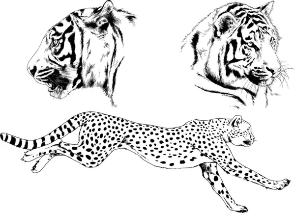 Dibujos Vectoriales Bocetos Diferentes Depredadores Tigres Leones Guepardos Leopardos Dibujan — Vector de stock