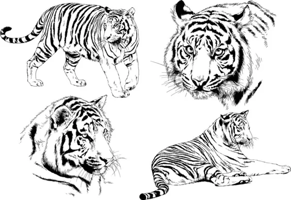 Dibujos Vectoriales Bocetos Diferentes Depredadores Tigres Leones Guepardos Leopardos Dibujan — Vector de stock