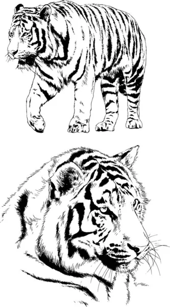 Dibujos Vectoriales Bocetos Diferentes Depredadores Tigres Leones Guepardos Leopardos Dibujan — Archivo Imágenes Vectoriales