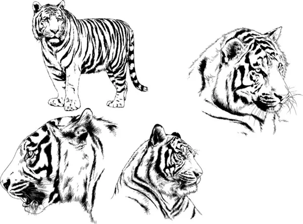 Dibujos Vectoriales Bocetos Diferentes Depredadores Tigres Leones Guepardos Leopardos Dibujan — Vector de stock