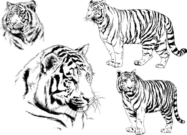 Dessins Vectoriels Esquisse Différents Prédateurs Tigres Lions Guépards Léopards Sont — Image vectorielle