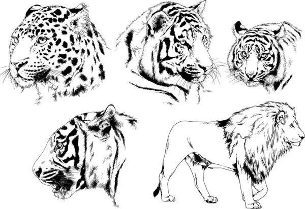 Dibujos Vectoriales Bocetos Diferentes Depredadores Tigres Leones Guepardos Leopardos Dibujan — Vector de stock