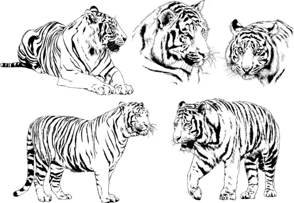 Dibujos Vectoriales Bocetos Diferentes Depredadores Tigres Leones Guepardos Leopardos Dibujan — Vector de stock