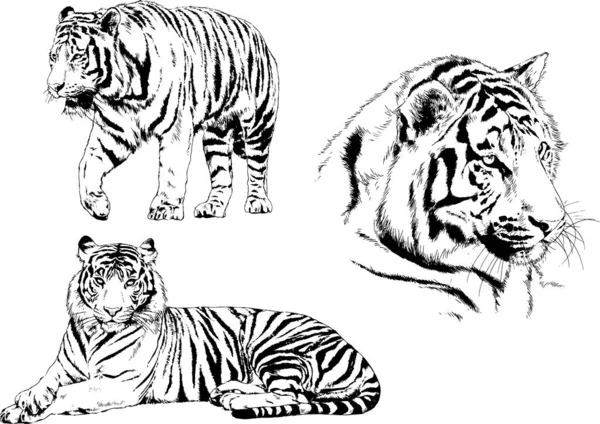 Vector Drawings Sketches Different Predator Tigers Lions Cheetahs Leopards Drawn — Stock Vector