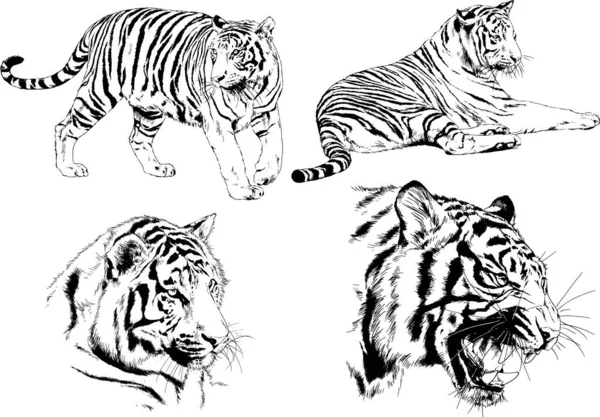 Dibujos Vectoriales Bocetos Diferentes Depredadores Tigres Leones Guepardos Leopardos Dibujan — Archivo Imágenes Vectoriales