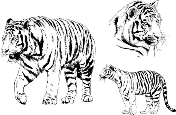 Dibujos Vectoriales Bocetos Diferentes Depredadores Tigres Leones Guepardos Leopardos Dibujan — Vector de stock