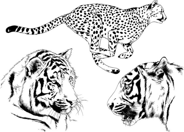 Dessins Vectoriels Esquisse Différents Prédateurs Tigres Lions Guépards Léopards Sont — Image vectorielle