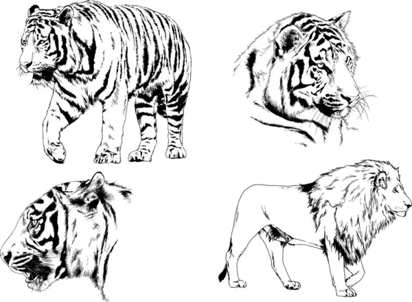 Dibujos Vectoriales Bocetos Diferentes Depredadores Tigres Leones Guepardos Leopardos Dibujan — Vector de stock