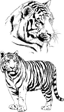 vektör çizimleri çizimler farklı yırtıcı hayvan, kaplan aslan çita ve leopar mürekkep el tarafından nesneleri arka plan ile çizilir