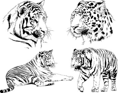 vektör çizimleri çizimler farklı yırtıcı hayvan, kaplan aslan çita ve leopar mürekkep el tarafından nesneleri arka plan ile çizilir