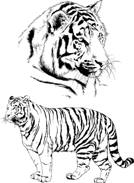 Dibujos Vectoriales Bocetos Diferentes Depredadores Tigres Leones Guepardos Leopardos Dibujan — Archivo Imágenes Vectoriales