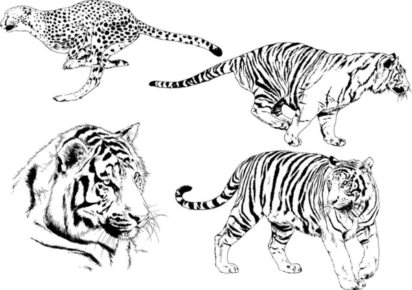 Dessins Vectoriels Esquisse Différents Prédateurs Tigres Lions Guépards Léopards Sont — Image vectorielle