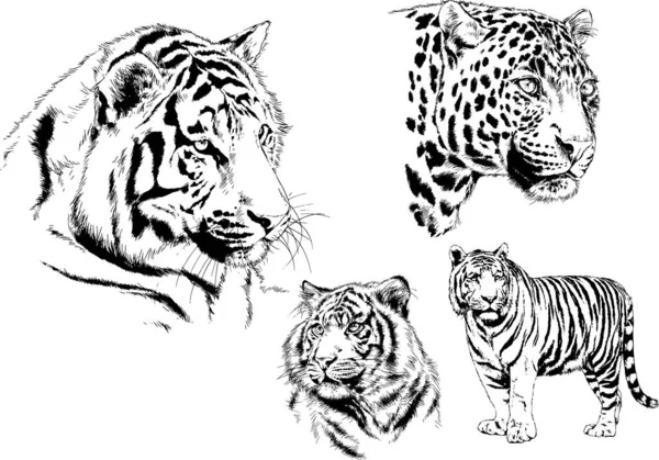 Dibujos Vectoriales Bocetos Diferentes Depredadores Tigres Leones Guepardos Leopardos Dibujan — Vector de stock