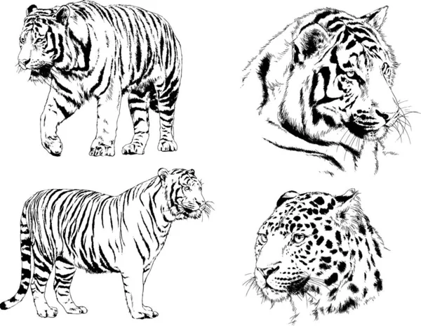 Vector Drawings Sketches Different Predator Tigers Lions Cheetahs Leopards Drawn — Stock Vector