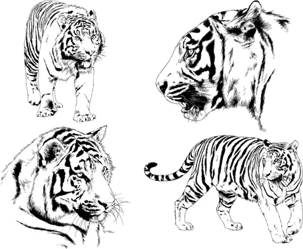 Dibujos Vectoriales Bocetos Diferentes Depredadores Tigres Leones Guepardos Leopardos Dibujan — Vector de stock