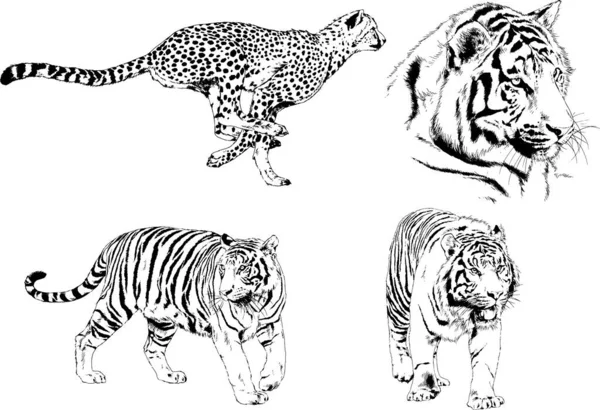 Dibujos Vectoriales Bocetos Diferentes Depredadores Tigres Leones Guepardos Leopardos Dibujan — Vector de stock