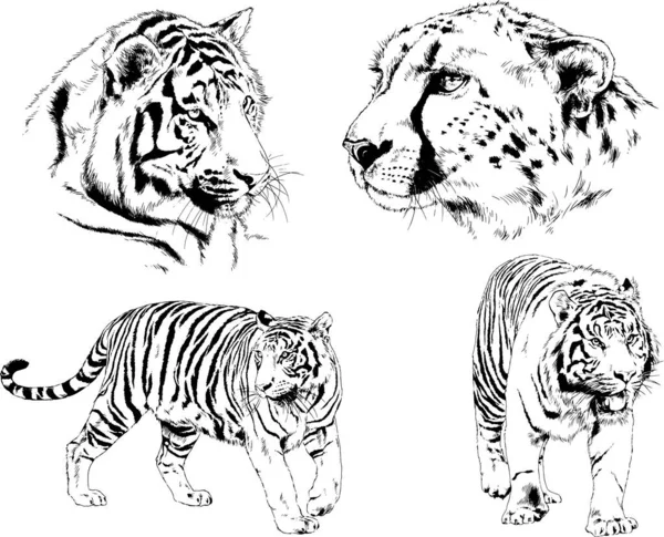 Dibujos Vectoriales Bocetos Diferentes Depredadores Tigres Leones Guepardos Leopardos Dibujan — Archivo Imágenes Vectoriales