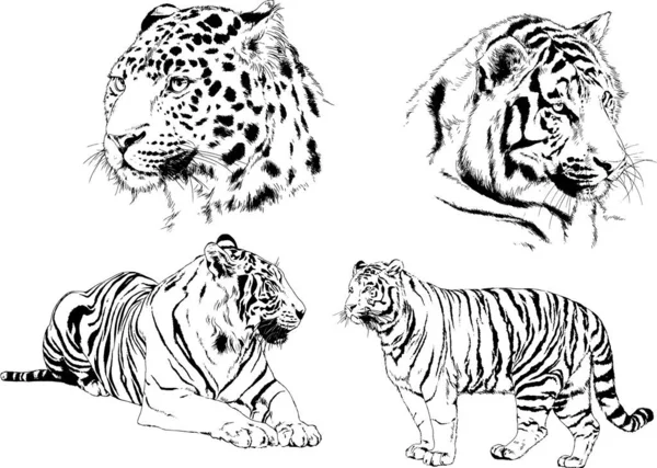 Dibujos Vectoriales Bocetos Diferentes Depredadores Tigres Leones Guepardos Leopardos Dibujan — Vector de stock