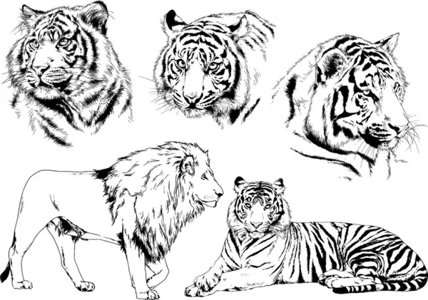 Dibujos Vectoriales Bocetos Diferentes Depredadores Tigres Leones Guepardos Leopardos Dibujan — Vector de stock