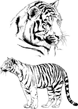 Yırtıcıların temasındaki vektör çizimleri mürekkep dövmeli logolarla elle çizilir.